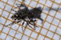 Salticus zebraneus