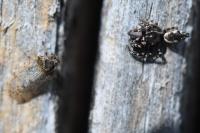 Salticus zebraneus