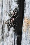 Salticus zebraneus