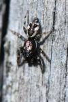 Salticus zebraneus