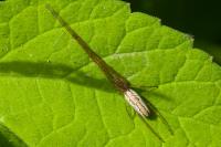 Tetragnatha