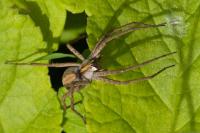 Pisaura mirabilis