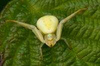 Misumena vatia