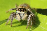 Carrhotus xanthogramma