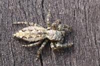 Marpissa muscosa