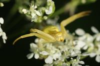 Misumena vatia