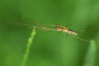 Tetragnatha