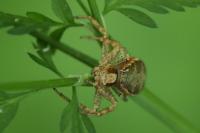 Xysticus