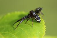 Synema globosum