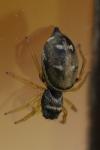 Heliophanus flavipes
