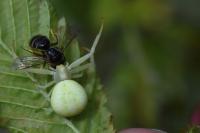 Misumena vatia