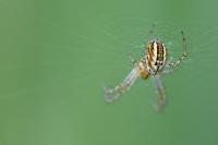 Mangora acalypha