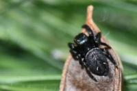 Evarcha arcuata