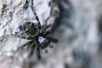 Pseudeuophrys erratica
