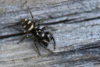Salticus scenicus