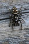 Salticus scenicus