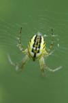 Mangora acalypha