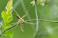 Tetragnatha montana