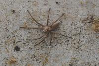 Pisaura mirabilis