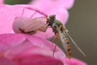 Misumena vatia