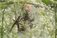 Pisaura mirabilis