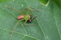 Micrommata virescens