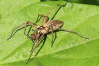 Pisaura mirabilis
