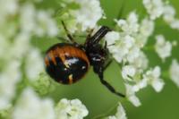 Synema globosum