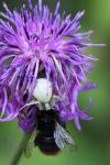 Misumena vatia