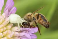 Misumena vatia