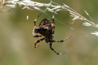 Araneus angulatus