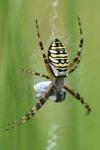 Argiope bruennichi