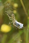 Argiope bruennichi