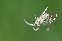Araneus quadratus