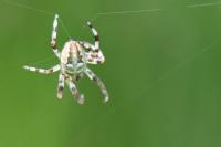 Araneus quadratus