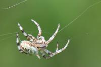 Araneus quadratus