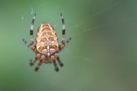Araneus diadematus