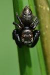 Evarcha arcuata