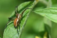 Dolomedes