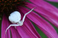 Misumena vatia