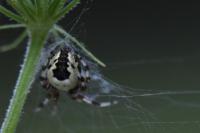 Araneus marmoreus