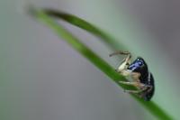 Heliophanus cupreus