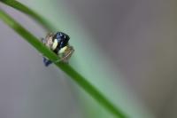 Heliophanus cupreus