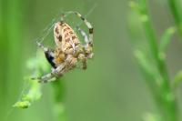 Araneus diadematus