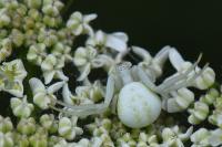 Misumena vatia