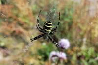 Argiope bruennichi