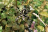 Argiope bruennichi