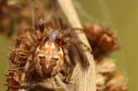 Larinioides cornutus