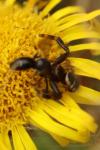 Synema globosum