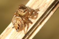 Evarcha arcuata